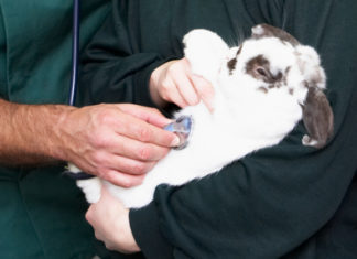 Malattie del coniglio 1468 0 Malattie del coniglio